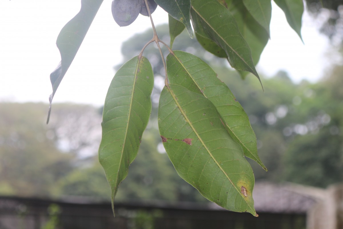 Canarium indicum L.